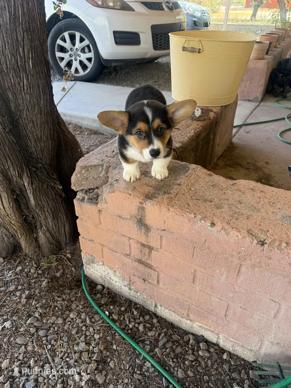Drea – Pembroke Welsh Corgi puppy for sale in Tucson, AZ