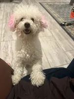 Layla, a female Maltipoo for sale in Mira Loma, CA – 5 of 5