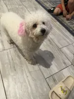 Layla, a female Maltipoo for sale in Mira Loma, CA – 4 of 5