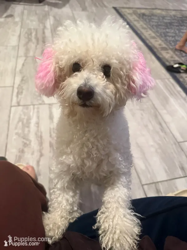 Layla – Maltipoo puppy for sale in Mira Loma, CA