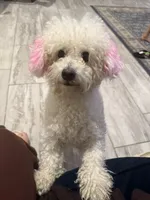 Layla, a female Maltipoo for sale in Mira Loma, CA – 2 of 5