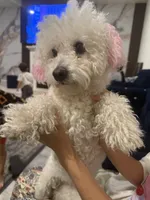 Layla, a female Maltipoo for sale in Mira Loma, CA – 3 of 5