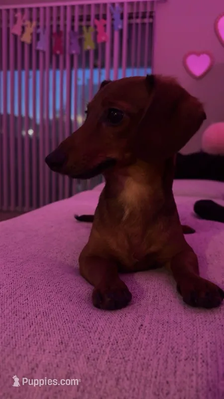 Valentina  – Miniature Dachshund puppy for sale in Aurora, IL