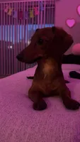 Valentina , a female Miniature Dachshund for sale in Aurora, IL – Photo 1 of 4