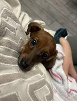 Valentina , a female Miniature Dachshund for sale in Aurora, IL – Photo 3 of 4