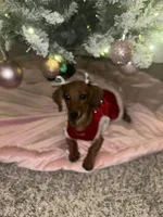 Valentina , a female Miniature Dachshund for sale in Aurora, IL – Photo 4 of 4