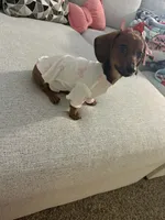 Valentina , a female Miniature Dachshund for sale in Aurora, IL – Photo 2 of 4