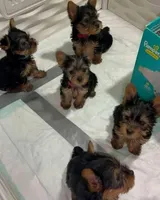 Yorkies , a male Yorkipoo and Yorkshire Terrier for sale in New York City, NY – Photo 2 of 2
