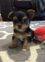 Yorkies , a male Yorkipoo and Yorkshire Terrier for sale in New York City, NY – Photo 1 of 2