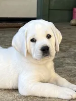 Daisy, a female Labrador Retriever for sale in Los Angeles, CA – 7 of 10