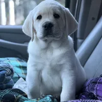 Sparkles, a female Labrador Retriever for sale in Los Angeles, CA – Photo 4 of 10