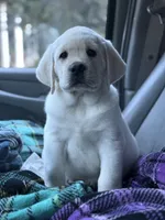 Sparkles, a female Labrador Retriever for sale in Los Angeles, CA – Photo 4 of 10