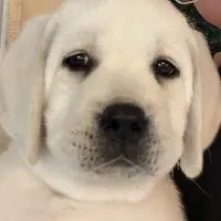 Sparkles, a female Labrador Retriever for sale in Los Angeles, CA – Photo 9 of 10