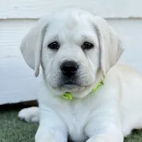 Sparkles, a female Labrador Retriever for sale in Los Angeles, CA – Photo 6 of 10