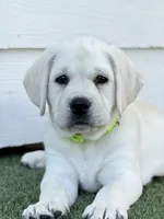 Sparkles, a female Labrador Retriever for sale in Los Angeles, CA – Photo 6 of 10