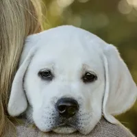 Sparkles, a female Labrador Retriever for sale in Los Angeles, CA – Photo 2 of 10