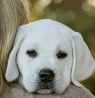 Sparkles, a female Labrador Retriever for sale in Los Angeles, CA – Photo 2 of 10