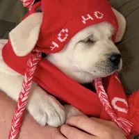 Sparkles, a female Labrador Retriever for sale in Los Angeles, CA – Photo 7 of 10