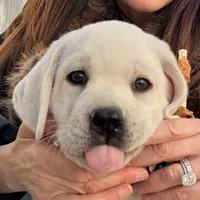 Sparkles, a female Labrador Retriever for sale in Los Angeles, CA – Photo 8 of 10