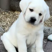 Sparkles, a female Labrador Retriever for sale in Los Angeles, CA – Photo 3 of 10