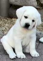 Sparkles, a female Labrador Retriever for sale in Los Angeles, CA – Photo 3 of 10