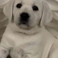 Sparkles, a female Labrador Retriever for sale in Los Angeles, CA – Photo 5 of 10