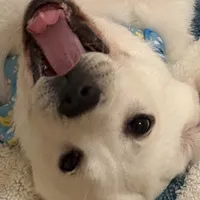 Sparkles, a female Labrador Retriever for sale in Los Angeles, CA – Photo 10 of 10