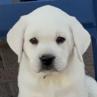 Sparkles, a female Labrador Retriever for sale in Los Angeles, CA – Photo 1 of 10