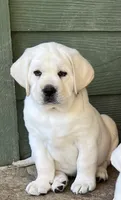 Elsa, a female Labrador Retriever for sale in Los Angeles, CA – 3 of 10