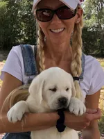 Rosie, a female Labrador Retriever for sale in Los Angeles, CA – 5 of 10