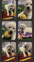 Lil Pumpkin , a female Labrador Retriever for sale in Los Angeles, CA – 3 of 7