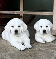 Ranger, a male Labrador Retriever for sale in Los Angeles, CA – Photo 2 of 10