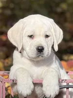 Ranger, a male Labrador Retriever for sale in Los Angeles, CA – Photo 10 of 10