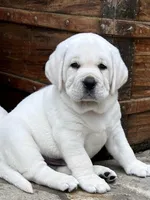 Ranger, a male Labrador Retriever for sale in Los Angeles, CA – Photo 7 of 10