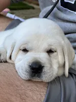 Ranger, a male Labrador Retriever for sale in Los Angeles, CA – Photo 8 of 10
