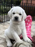 Ranger, a male Labrador Retriever for sale in Los Angeles, CA – Photo 5 of 10
