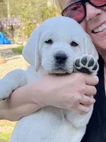 Elsa, a female Labrador Retriever for sale in Los Angeles, CA – 8 of 10