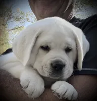 Rosie, a female Labrador Retriever for sale in Los Angeles, CA – 6 of 10