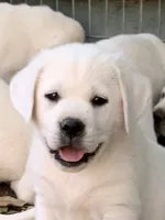 Rosie, a female Labrador Retriever for sale in Los Angeles, CA – 7 of 10