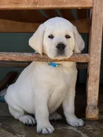 Elsa, a female Labrador Retriever for sale in Los Angeles, CA – Photo 6 of 10