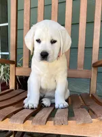 Elsa, a female Labrador Retriever for sale in Los Angeles, CA – Photo 9 of 10