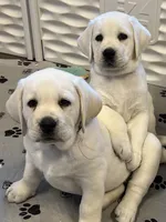 Elsa, a female Labrador Retriever for sale in Los Angeles, CA – Photo 5 of 10