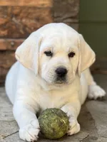 Elsa, a female Labrador Retriever for sale in Los Angeles, CA – Photo 4 of 10