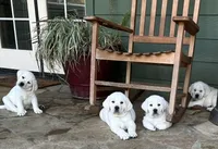 Elsa, a female Labrador Retriever for sale in Los Angeles, CA – Photo 2 of 10