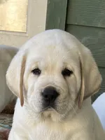 Elsa, a female Labrador Retriever for sale in Los Angeles, CA – Photo 8 of 10