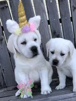 Daisy, a female Labrador Retriever for sale in Los Angeles, CA – Photo 5 of 10