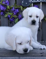 Daisy, a female Labrador Retriever for sale in Los Angeles, CA – Photo 7 of 10