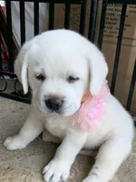 Daisy, a female Labrador Retriever for sale in Los Angeles, CA – Photo 10 of 10