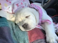 Daisy, a female Labrador Retriever for sale in Los Angeles, CA – Photo 4 of 10