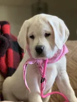 Daisy, a female Labrador Retriever for sale in Los Angeles, CA – Photo 1 of 10
